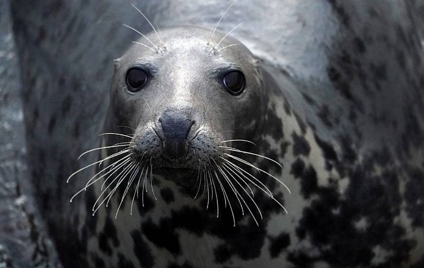 Seal ‘Surrenders’ At Us Police Station After Avoiding Capture In Pond