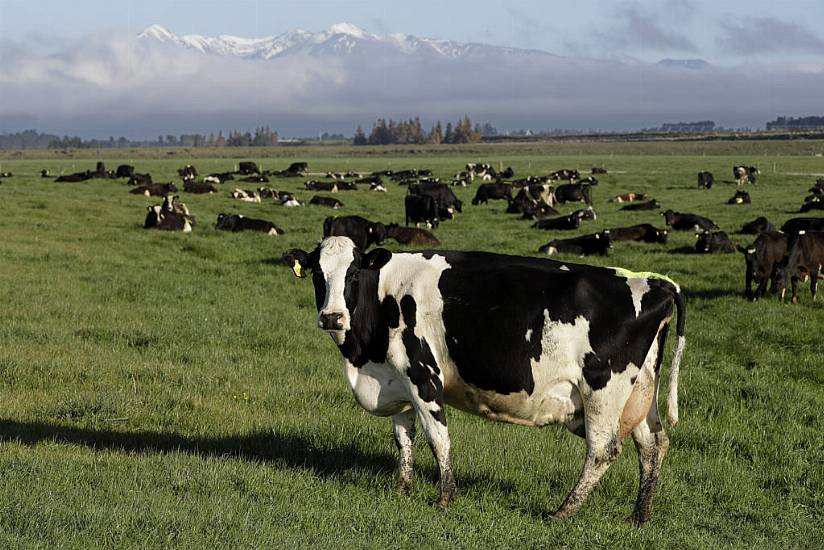 New Zealand Proposes Taxing Cow Burps As Part Of Plan To Tackle Climate Change