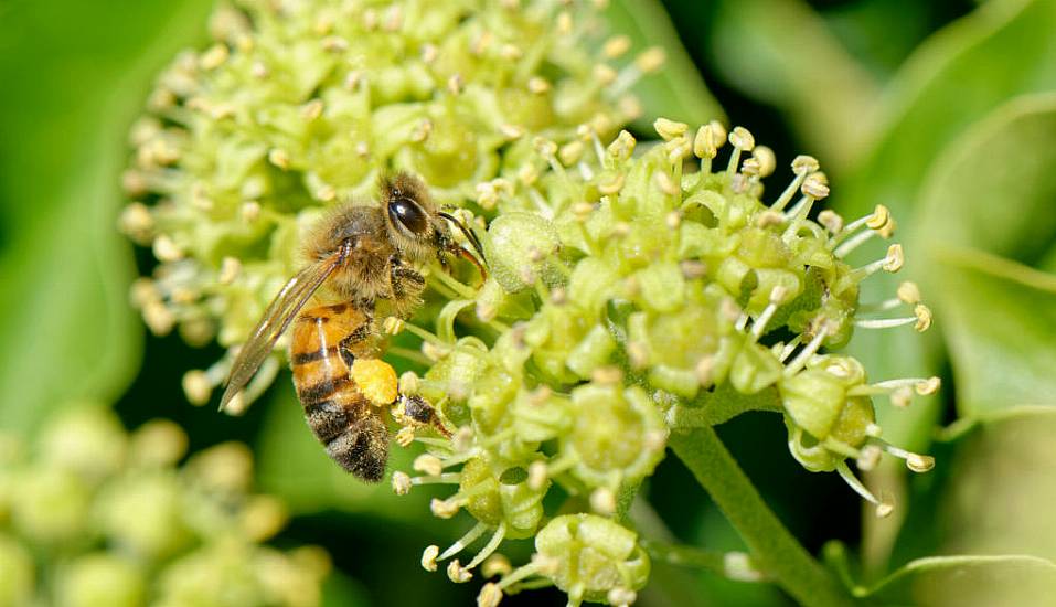 How To Keep Bees Happy In Autumn