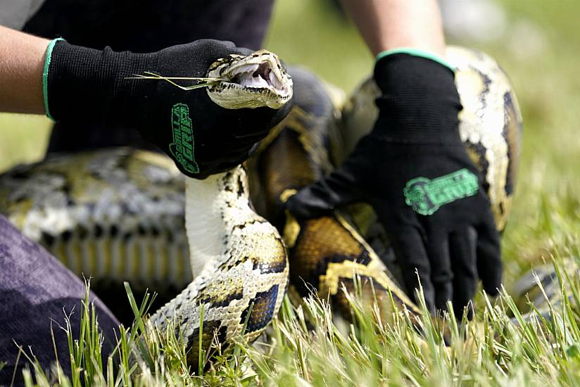 Florida Teenager Captures 28 Burmese Pythons To Win Ecology Challenge Prize