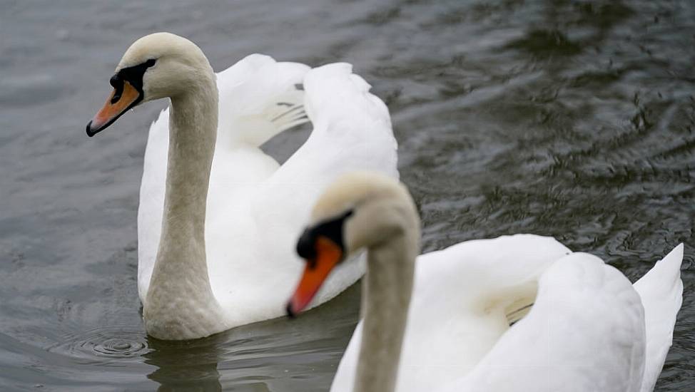 Poultry Farmers Told To Keep Flocks Indoors Amid Rise In Bird Flu Cases