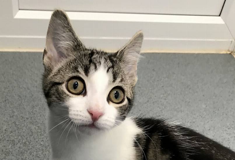 Playful Kitten Found To Be Neither Male Nor Female In Veterinary First