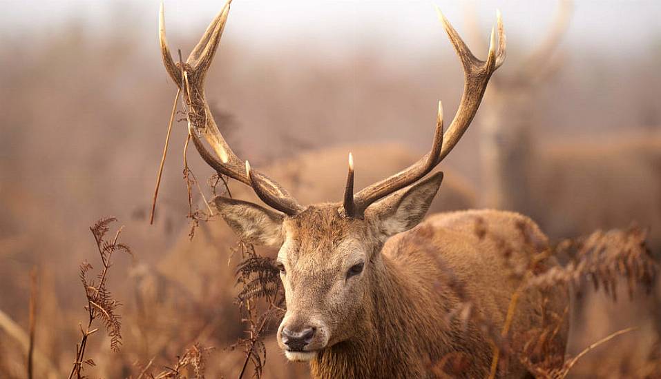 Shock As Stag Has Head Cut Off By Passing Motorist In Co Donegal