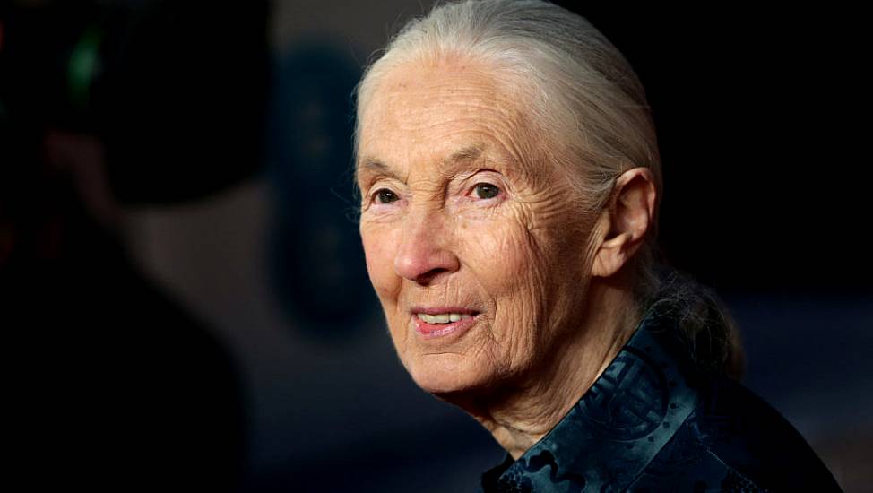 Renowned Conservationist Jane Goodall To Address Citizens' Assembly On Biodiversity Loss