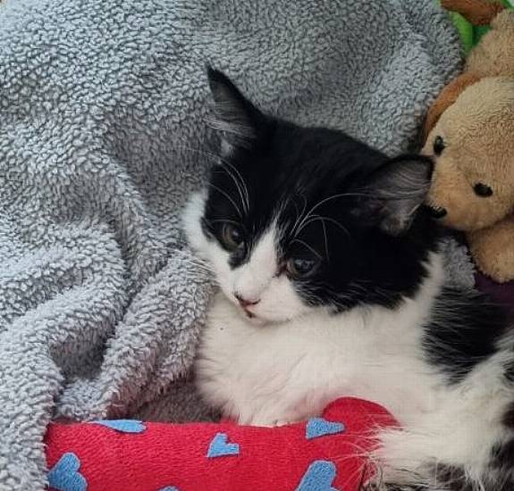 Cat Makes Miraculous Recovery Following Fall From Fourth Floor Flat