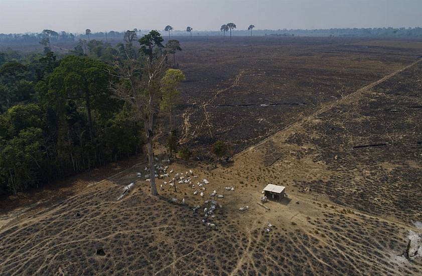 Amazon Loses A Tenth Of Its Vegetation In Four Decades – Report