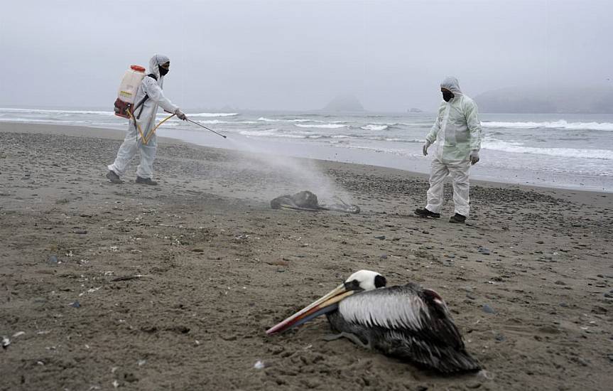 Pelicans Dying As Bird Flu Outbreak Spreads To Venezuela