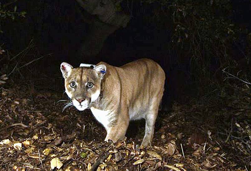 Famous Hollywood Mountain Lion ‘Probably Won’t Be Released Back Into Wild’