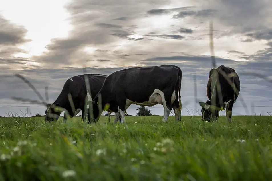 Dairy cattle on the farm