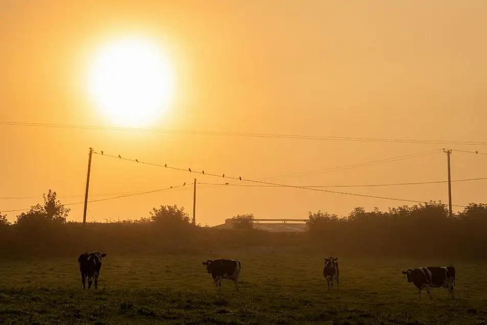 The start of a new day on the farm