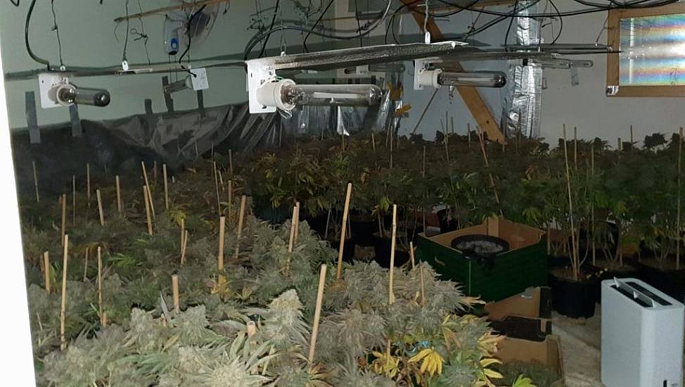 Two Arrested As Gardaí Seize Cannabis Worth €528K At Roscommon Grow House