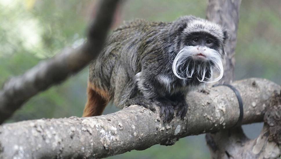 Missing Monkeys Found, But Zoo Mystery Deepens In Dallas