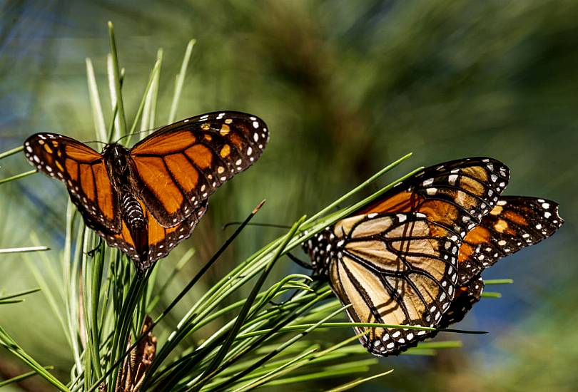 Monarch Butterfly Numbers Rebound In California