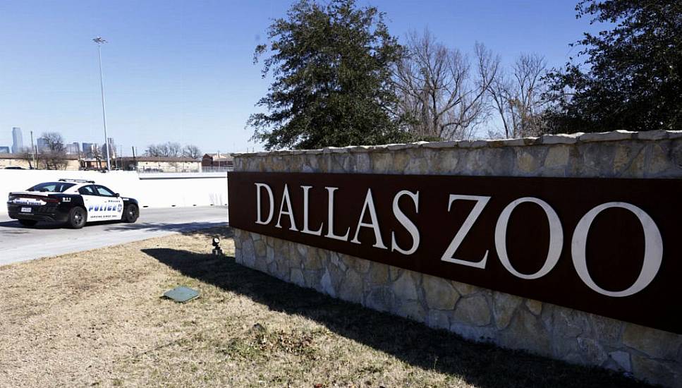 Stolen Monkeys Get Fed And Snuggle Up After Arriving Back At Dallas Zoo