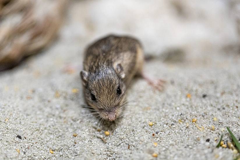 Tiny Mouse Named After Patrick Stewart Nets Guinness World Record