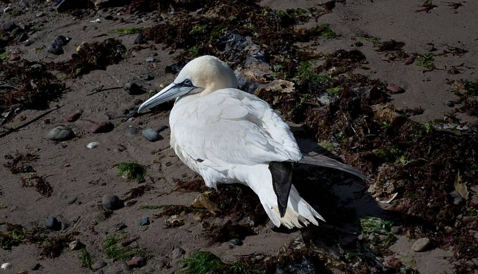 Experts Concerned About How Far Bird Flu Is Spreading Globally