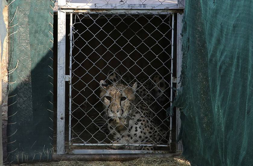 India Welcomes 12 Cheetahs From South Africa