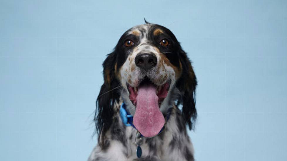 Three-Year-Old Dog Achieves Guinness World Record For The Longest Tongue