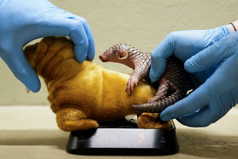 First Pangolin Born In Europe Doing Well At Prague Zoo