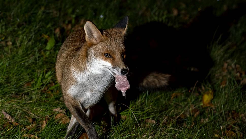 Police Investigate After ‘Foxes Tortured And Set On Fire In East London’