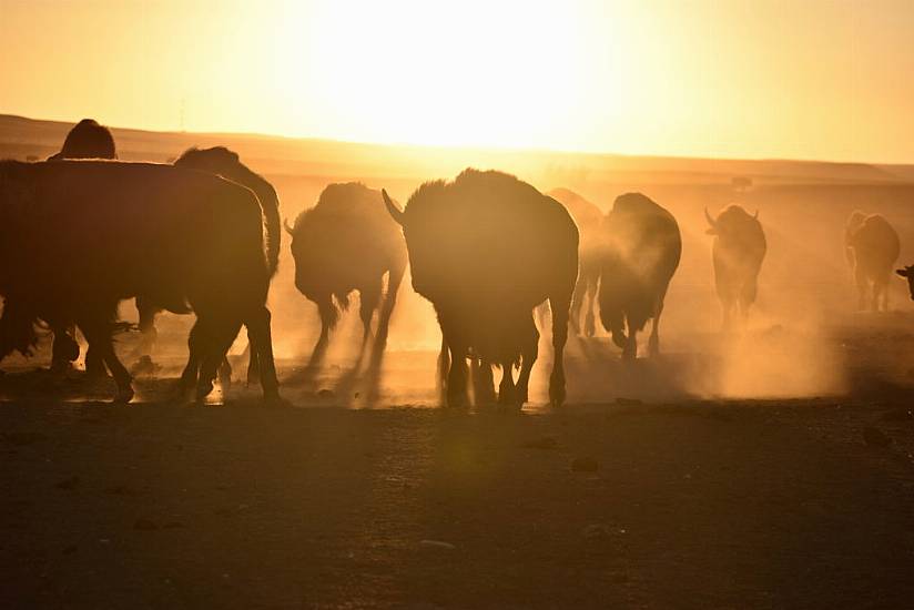 Us Enlists Indigenous Tribes In Bid To Conserve Bison Herds