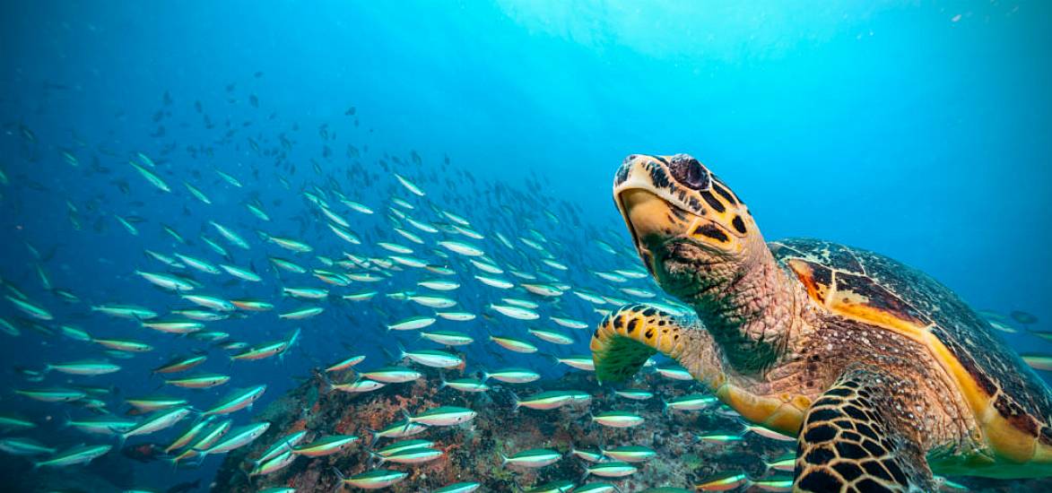 Nations Reach New Accord To Protect Marine Life On High Seas