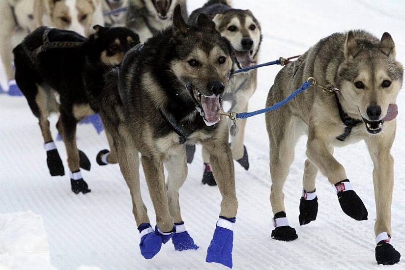 Sled Dog Teams Set Out On Gruelling Trek Across Alaska