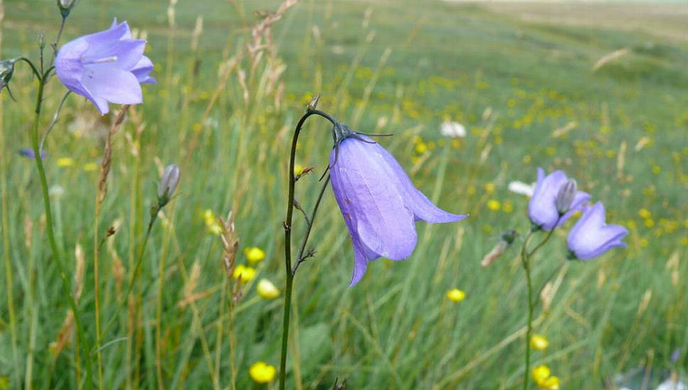 More Than Half Of Ireland And Britain's Native Plants In Decline – Report