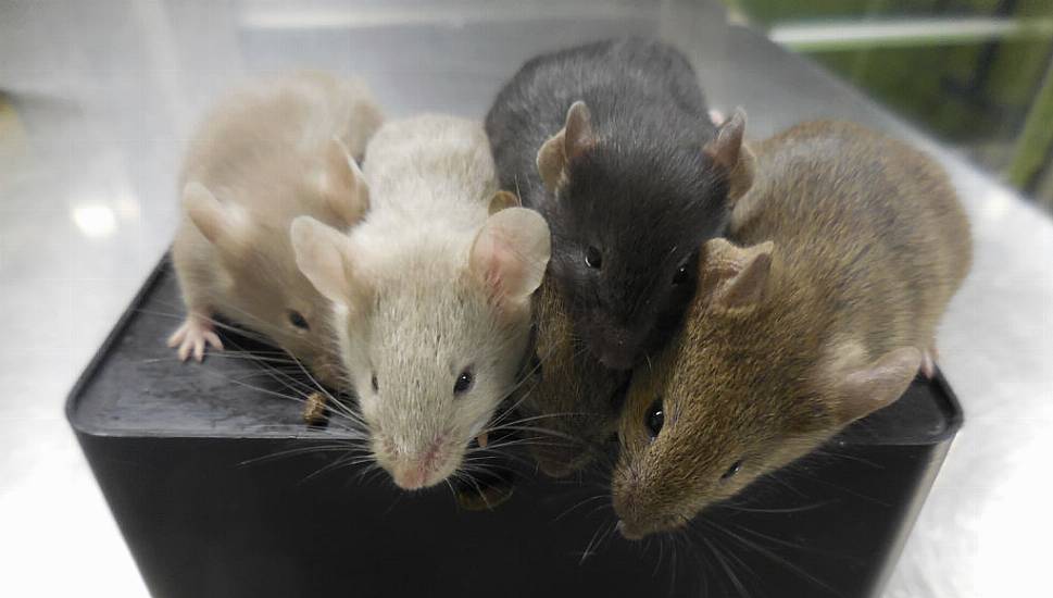 Scientists Create Mice Using Cells From Two Males For First Time