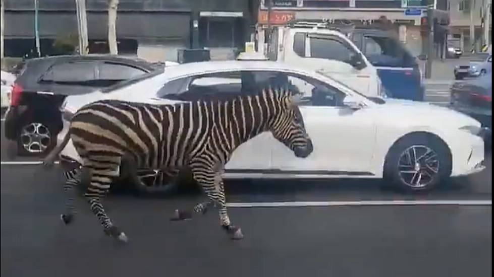 Emergency Workers Earn Their Stripes By Catching Escaped Zebra