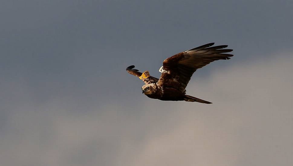 Hen Harrier Helps Put Pay To Plans For Turbine Wind Farm For West Clare