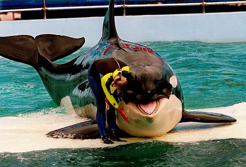 Free Lolita: Campaigners Reveal Plan To Return Orca To Ocean After 50 Years