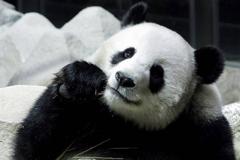 Chinese Panda On Long-Term Loan To Thailand Dies Suddenly