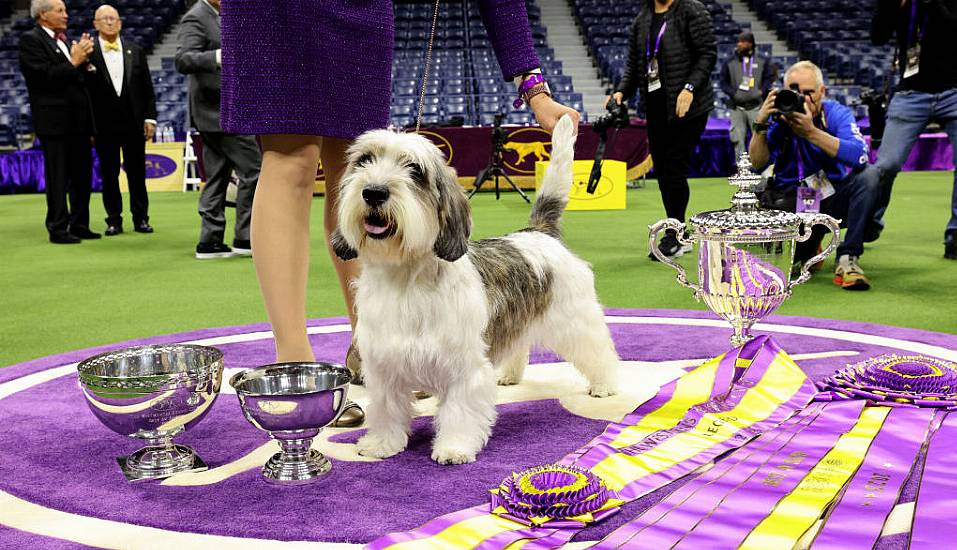 Dog Named Buddy Holly Is First Of Its Breed To Win Westminster Show