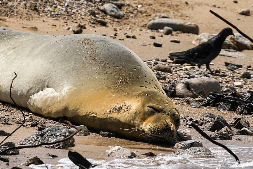 Endangered Seal Yulia Proves A Big Attraction On Tel Aviv Beach