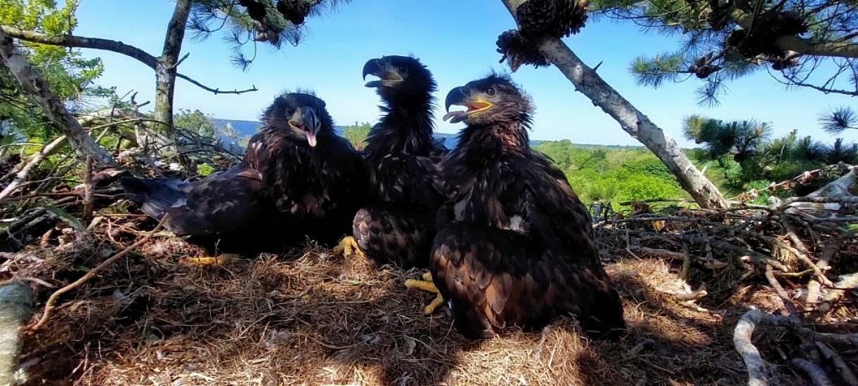 Conservationists Welcome Five New White-Tailed Eagle Chicks In Clare