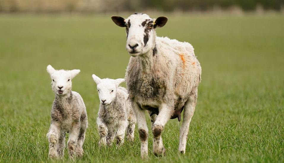 Restoring Nature ‘Crucial’, Says Mcguinness Amid Concerns From Farmers Over Eu Law