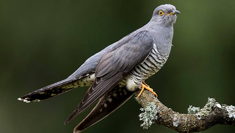 Tracking Project Launched To Solve Mystery Of Where Irish Cuckoos Spend Winters