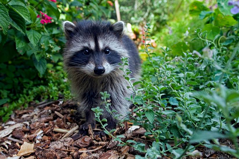 Demolition Crew Saves Abandoned Litter Of Baby Raccoons In Utah