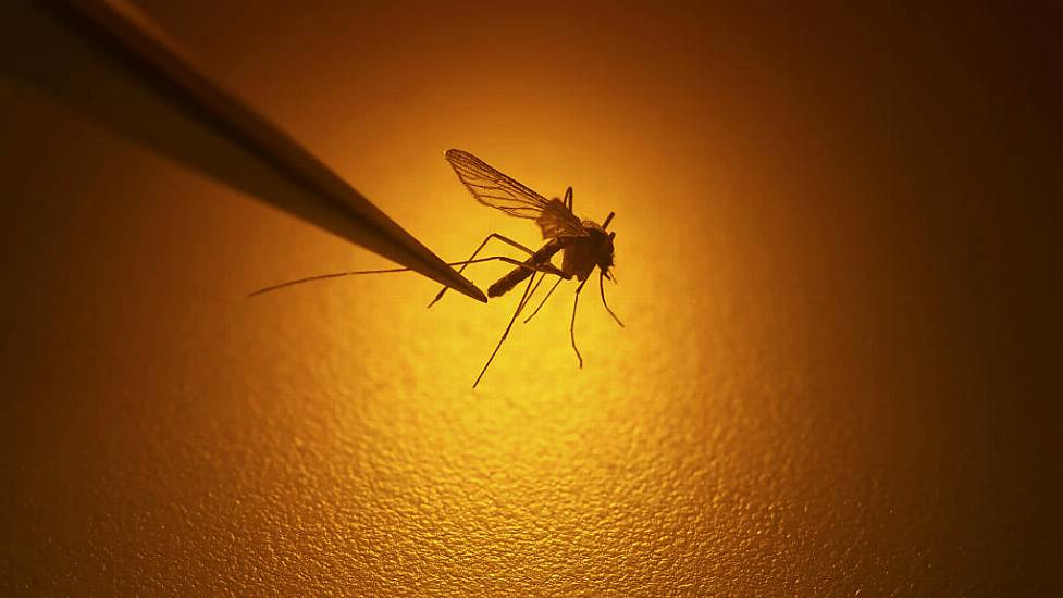 Growing Risk Of Mosquito-Borne Viral Diseases Due To Climate Change – Eu Agency