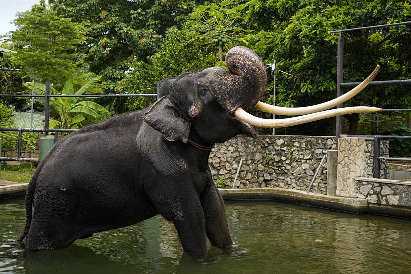 Temple Elephant In Sri Lanka To Return To Thailand After Neglect Allegations