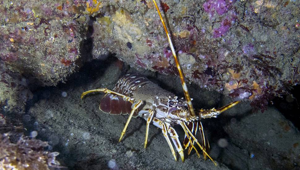 Cork Records Its First Ever Crayfish Plague On The River Blackwater