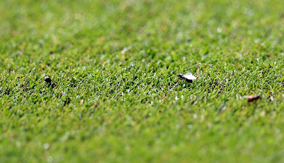 Mile-Long Swarm Of Flying Ants Spotted Near South Coast Of England