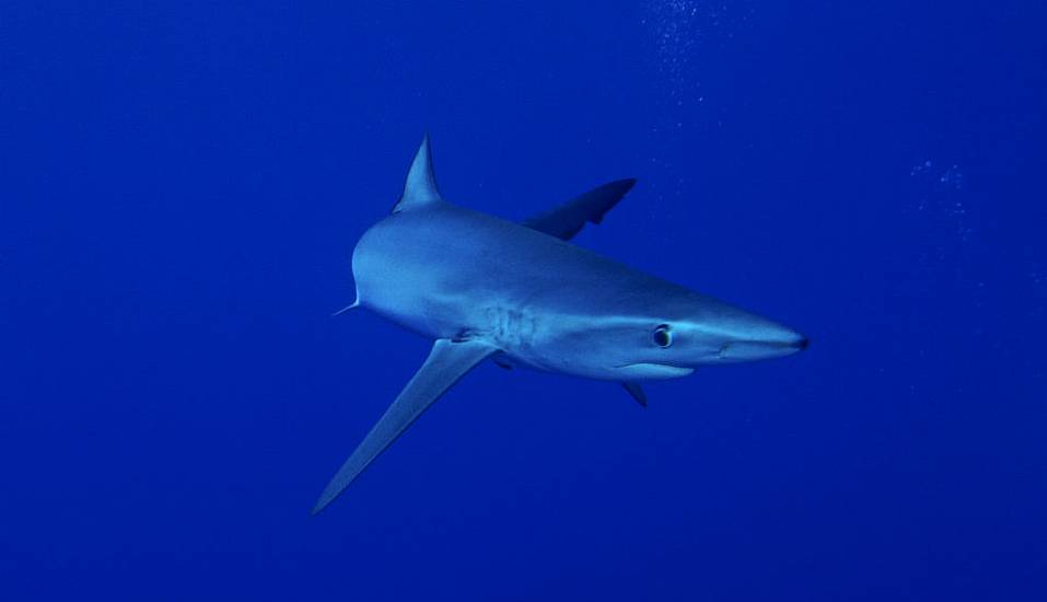 Warning To Irish Tourists As Sharks Spotted Near Popular Beaches In Spain And Portugal