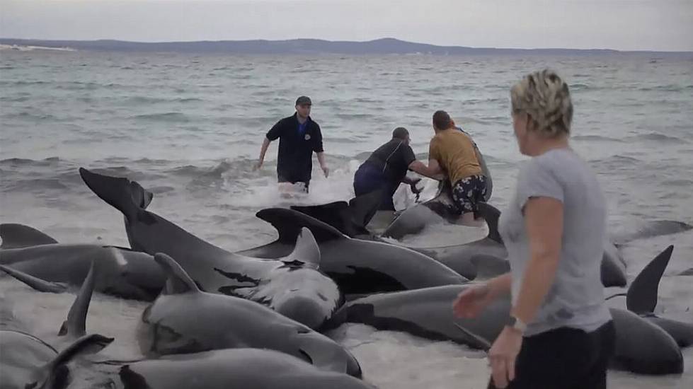 Rescuers Bid To Save Nearly 100 Beached Whales In Western Australia