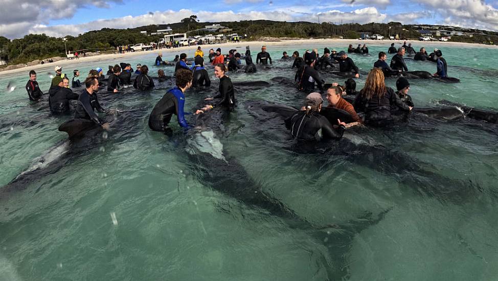 Survivors Of Whale Pod Beached On Australian Coast Are Euthanised