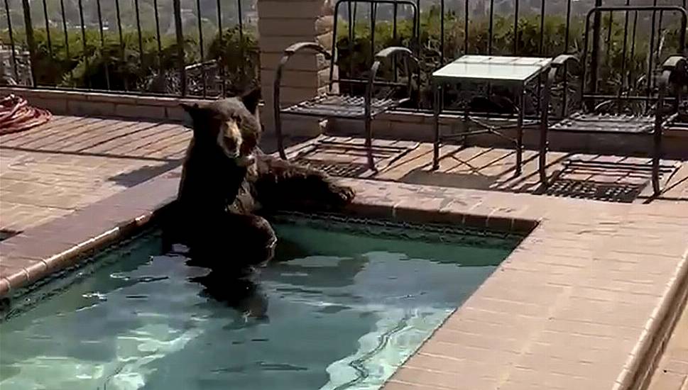 Bear Spotted In Southern California Jacuzzi During Heatwave