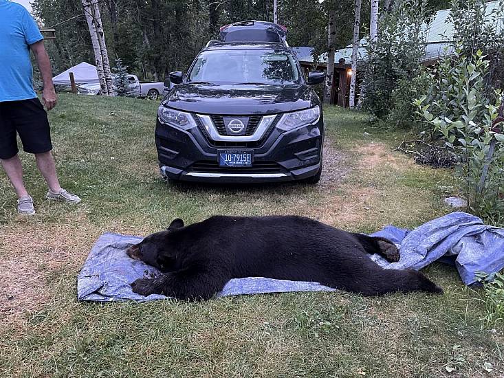 Man Shocked To Find Night-Time Intruder In Living Room Is 20St Black Bear