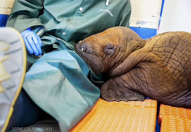 Vets Prescribe Round-The-Clock ‘Cuddling’ For Orphan Walrus Calf