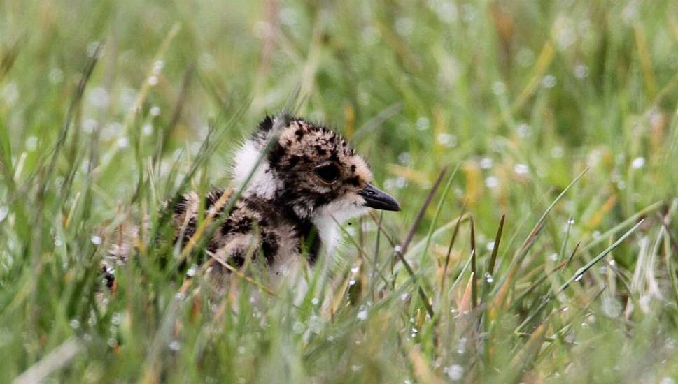 Endangered Bird Makes Return To Co Down Bog Thanks To Conservation Efforts